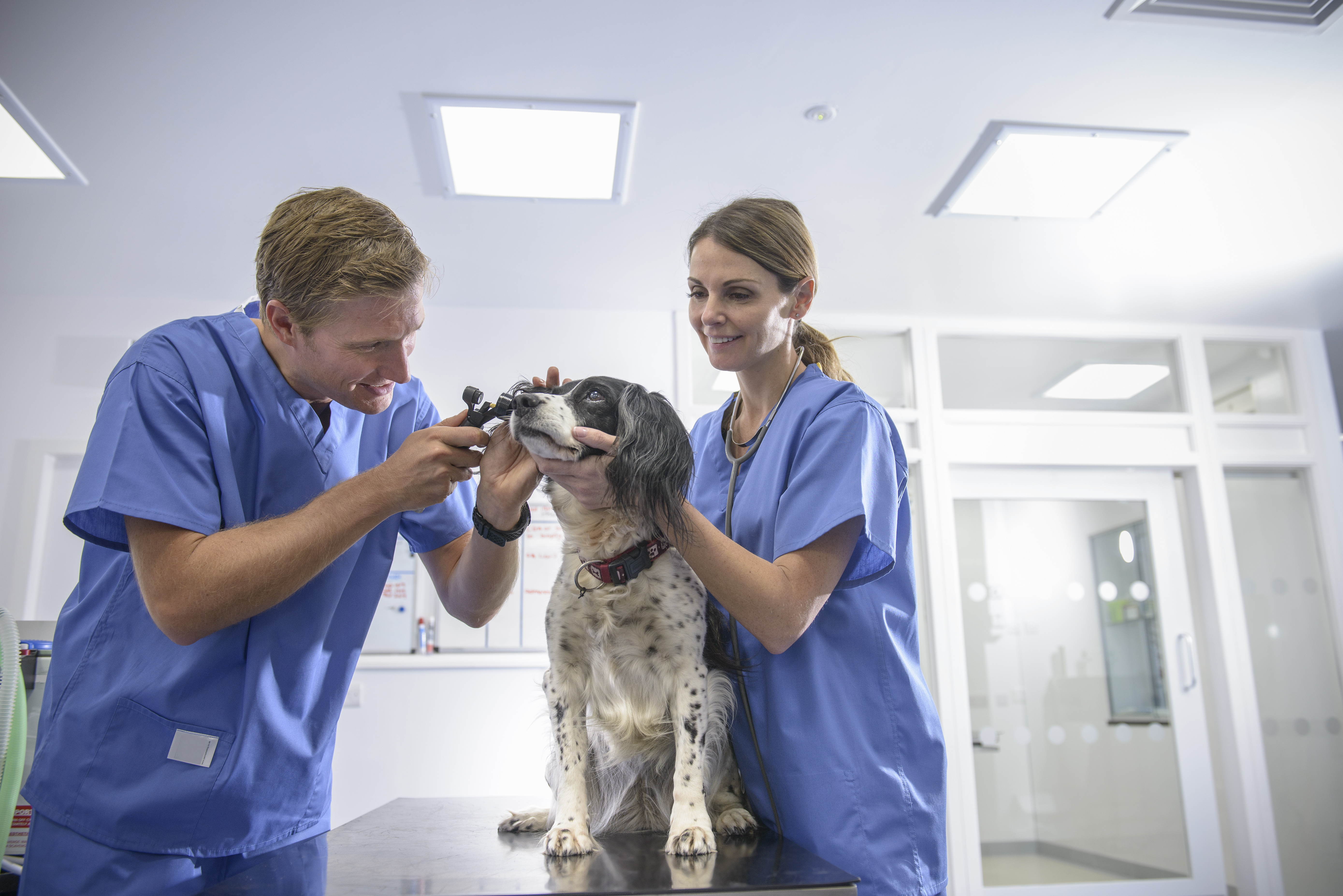 Two veterinarians in blue scrubs examine a black and white dog on an exam table in a bright veterinary clinic. One vet checks the dog’s ear while the other gently holds the dog.