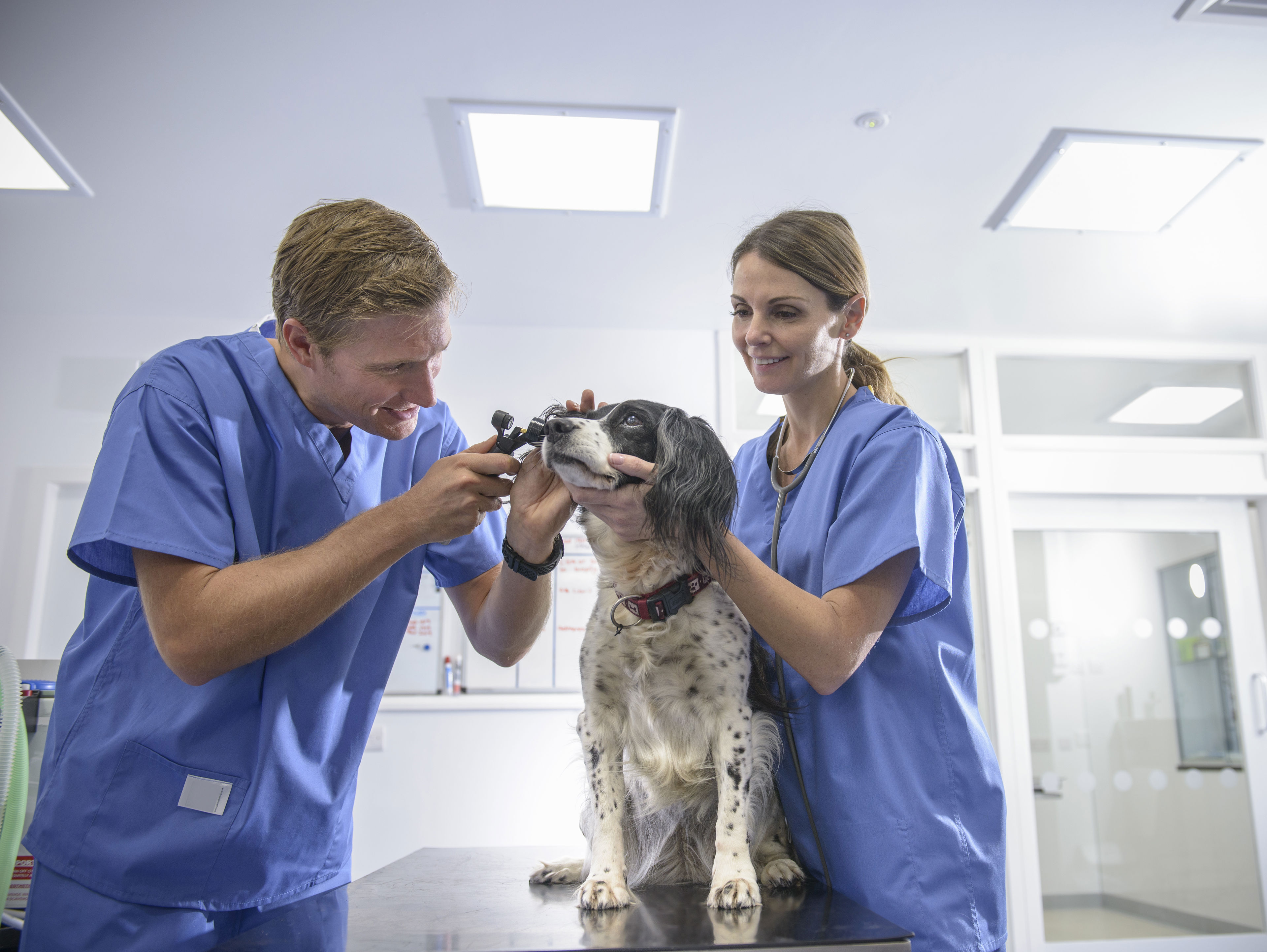 Two veterinarians in blue scrubs examine a black and white dog on an exam table in a bright veterinary clinic. One vet checks the dog’s ear while the other gently holds the dog.