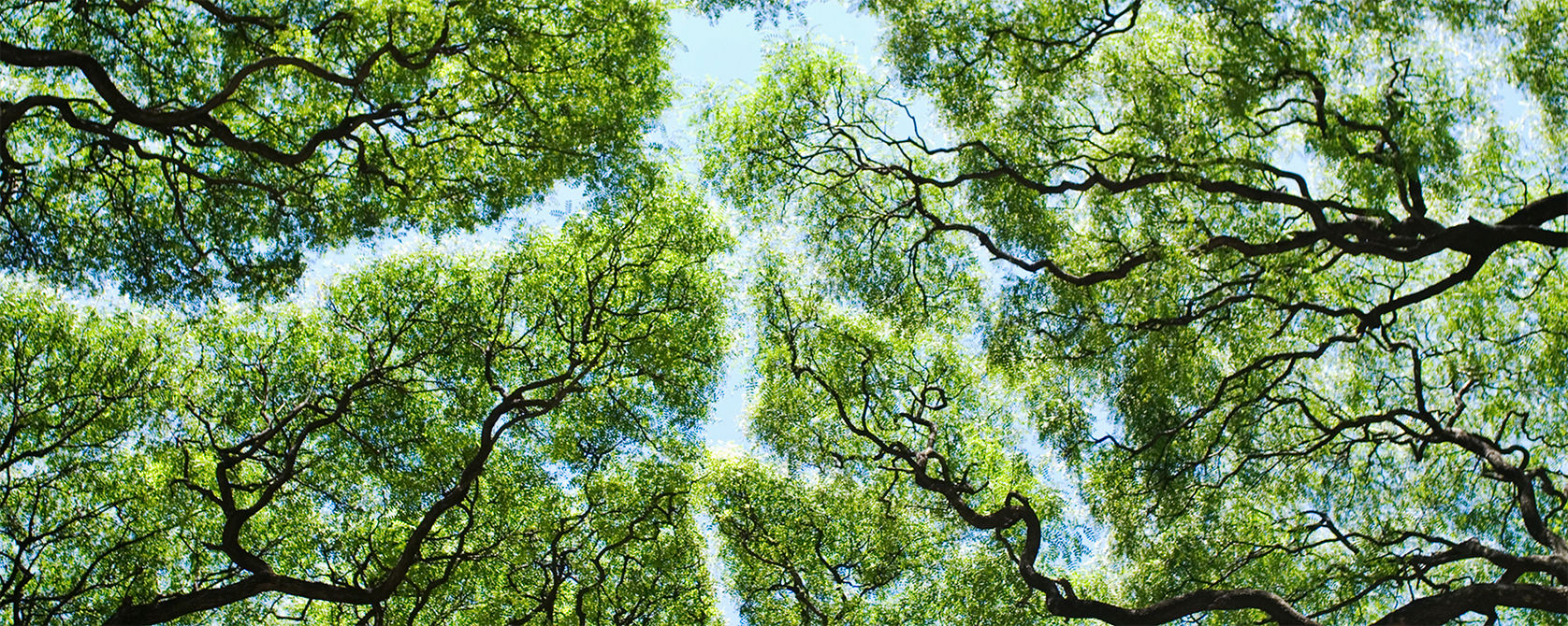 Forest Canopy