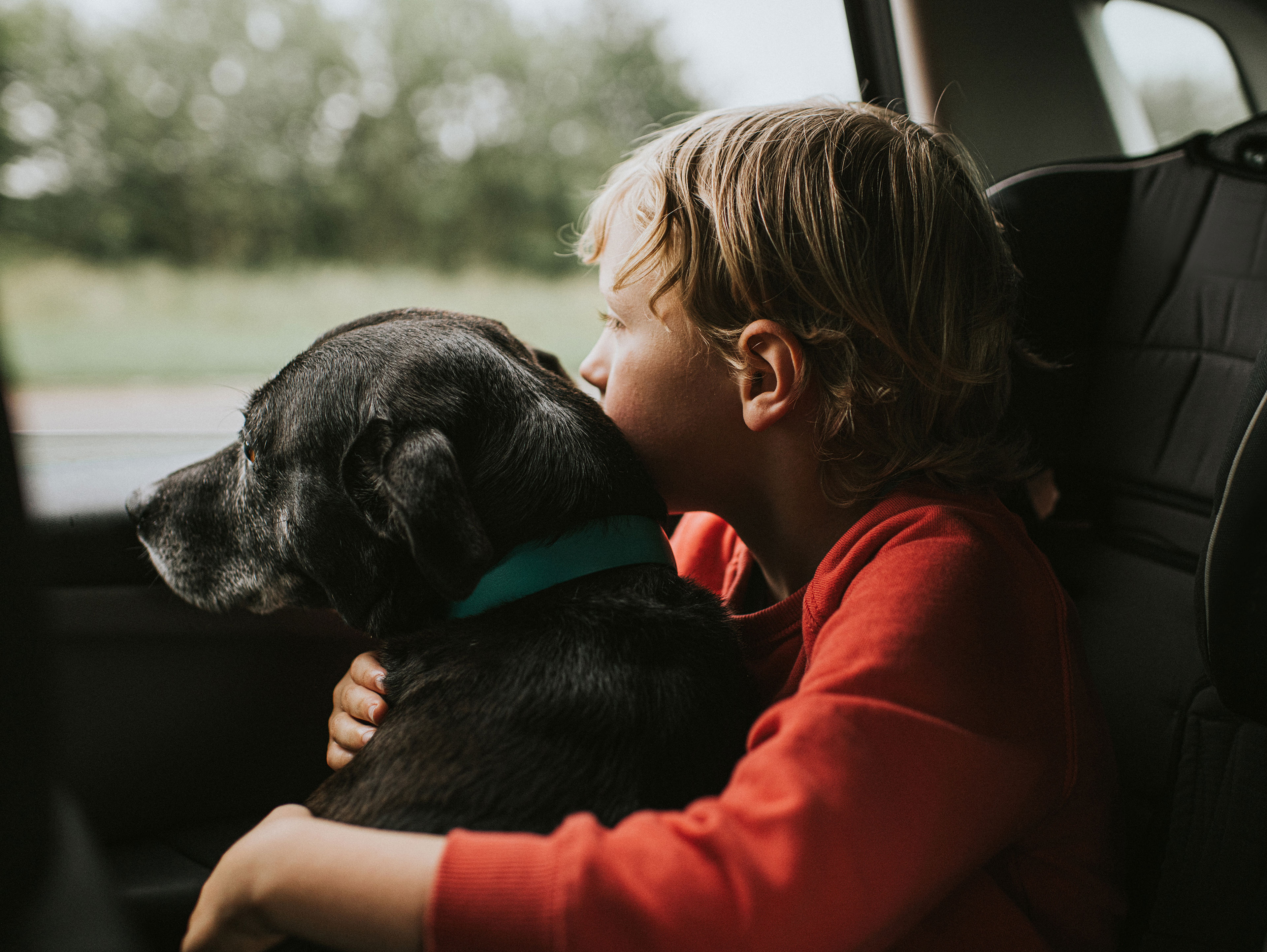 Boy And Dog Looking Out Of A Car Window