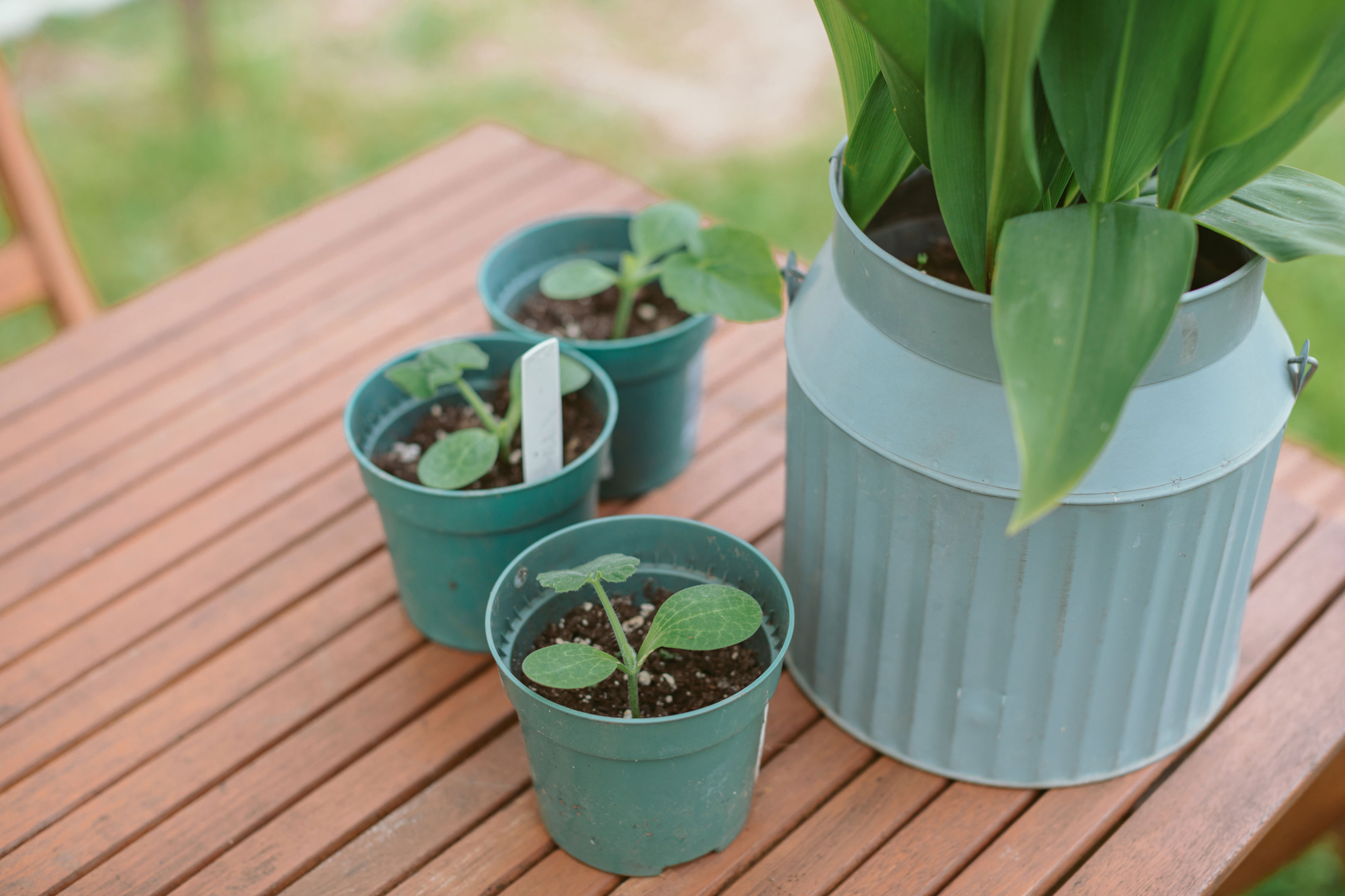 Three small green potted seedlings and a larger leafy plant in a light blue metal container are placed on a wooden outdoor table.